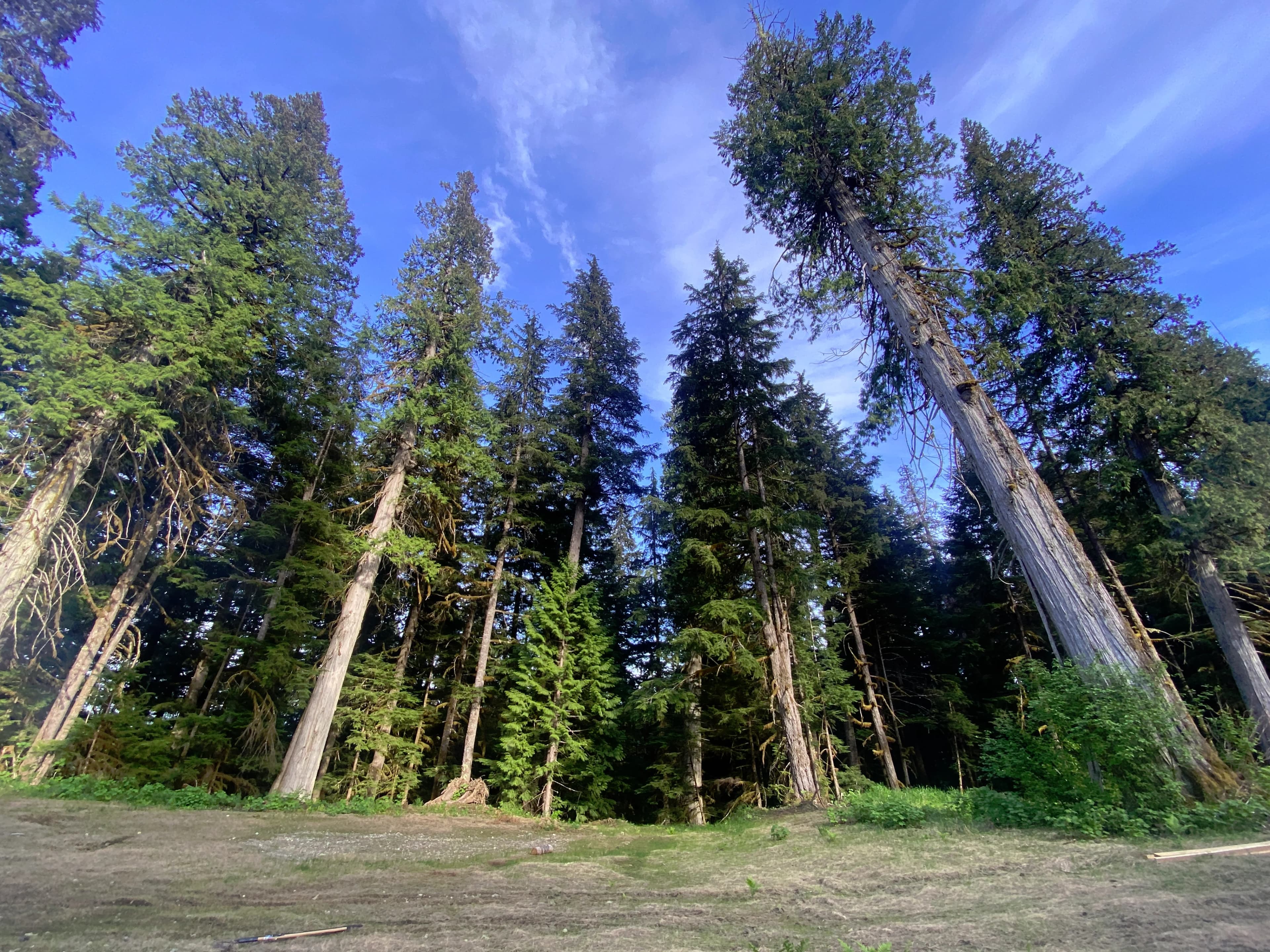 /_next/static/media/cedar-trees.c48d5b91.webp