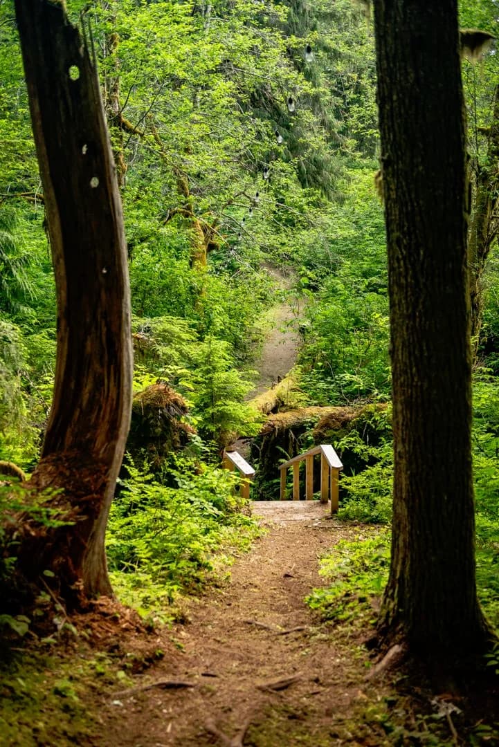 /_next/static/media/forest-path.495eb098.webp