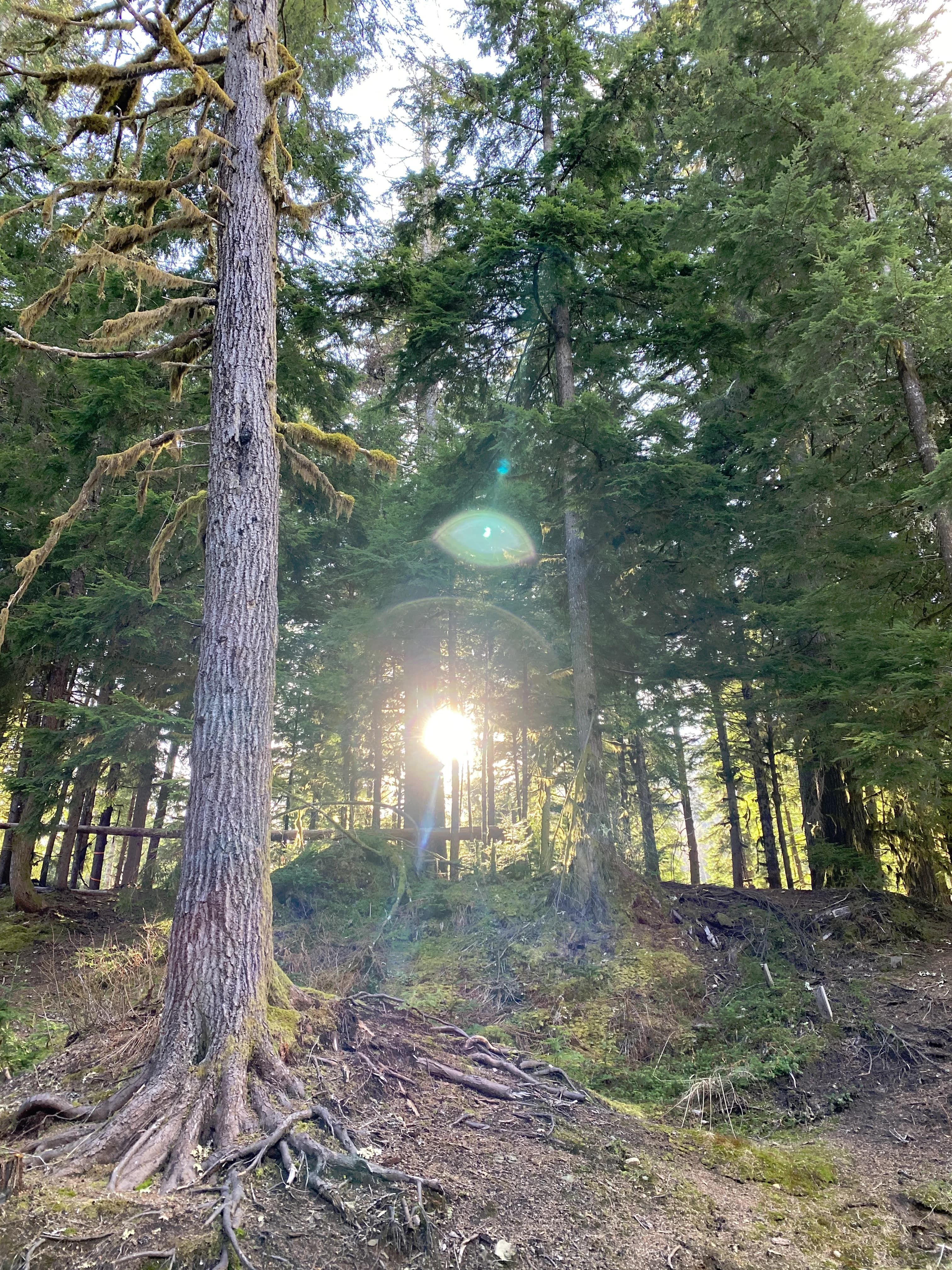 /_next/static/media/sunny-trees.9c1f10ba.webp